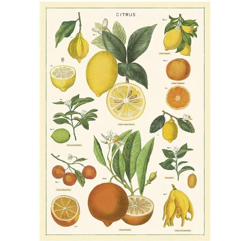 20×28 Citrus Wrap  Sheet
