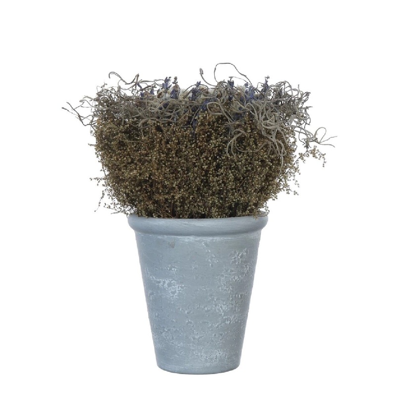 Dried Botanical Arrangement in Cement Pot
