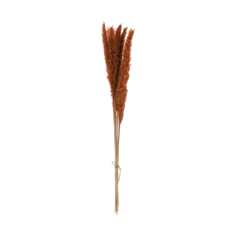 Dried Natural Pampas Grass Bunch