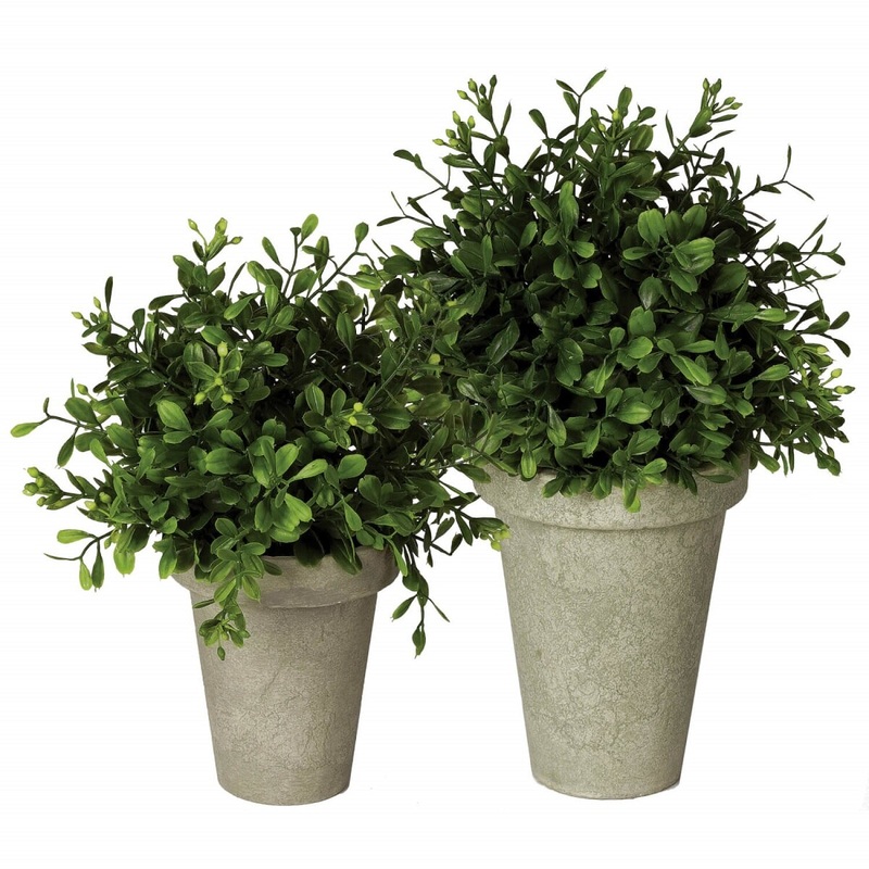 Boxwood Orb/Pot