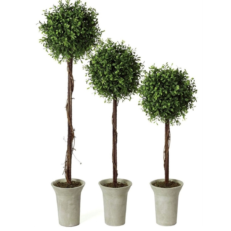 Boxwood Topiary- Large