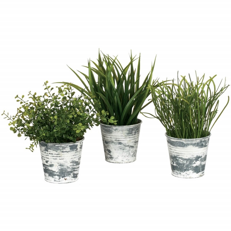 Potted Grass Plant